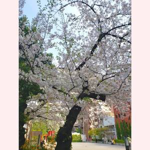 【秋葉原】✿桜速報と４月の体験✿