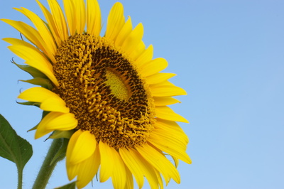 sunflower_37.jpg